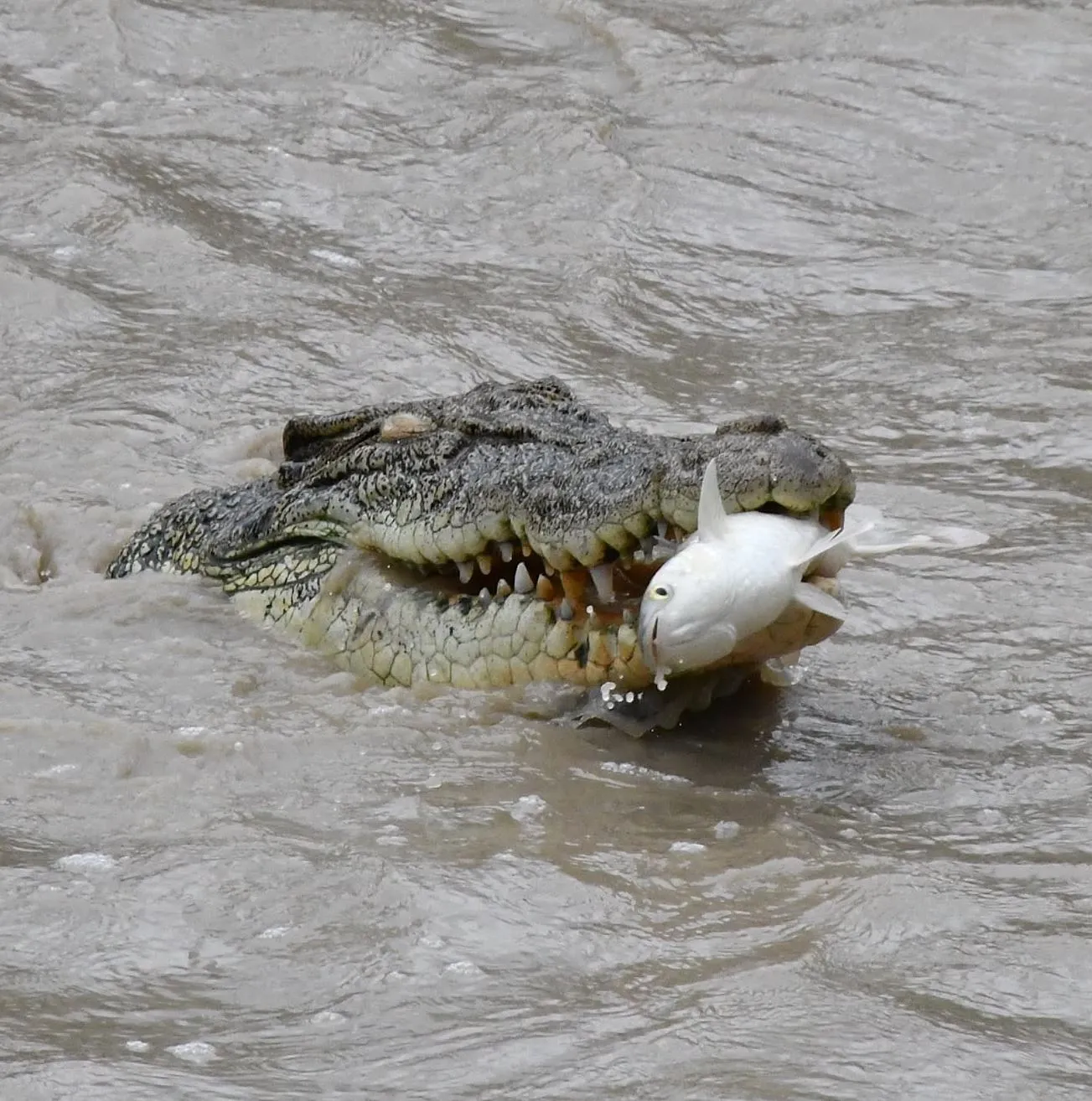 Australian saltwater crocodiles