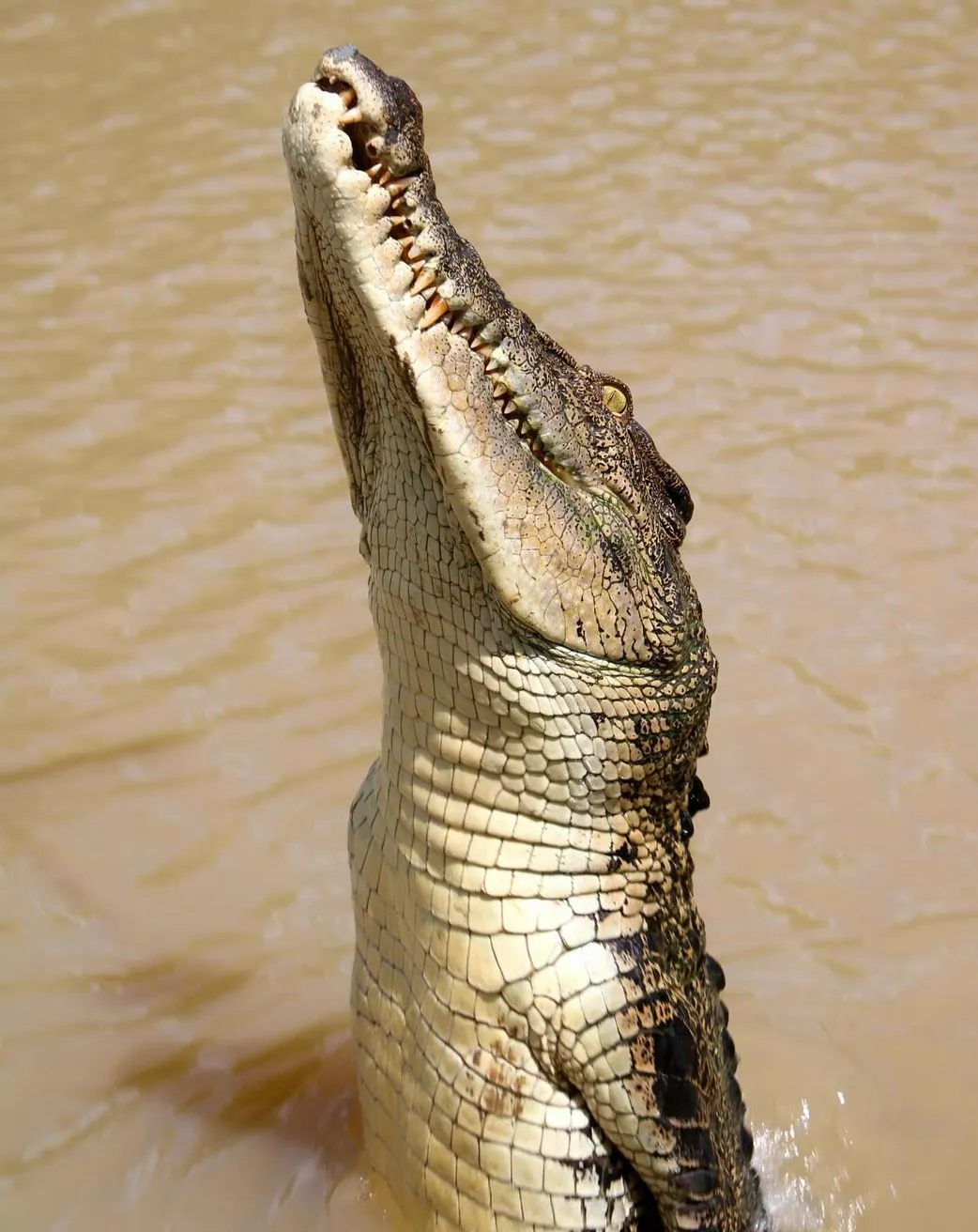 Crocodile Tours in Darwin: A Wild Adventure