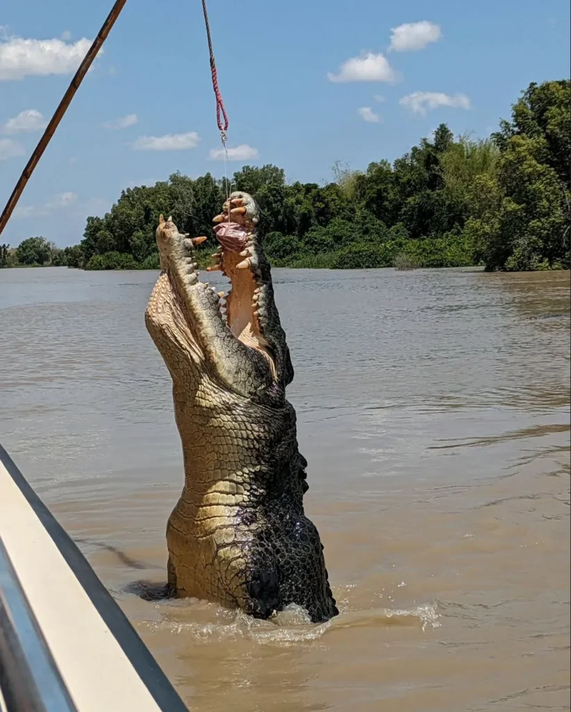 Darwin Jumping Crocodile Cruise