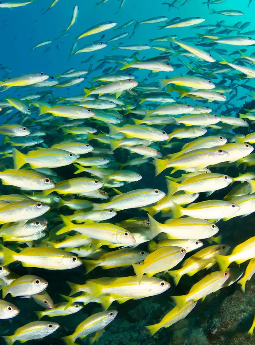 How To Plan Your Reef Trip Smartly