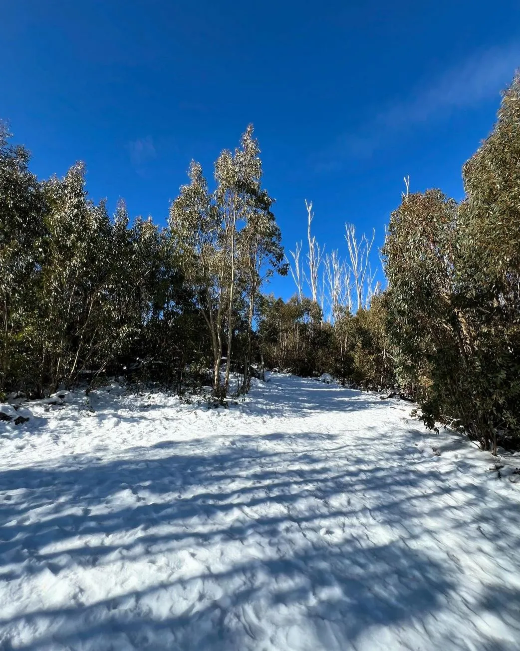 Lake Mountain Snow Tour