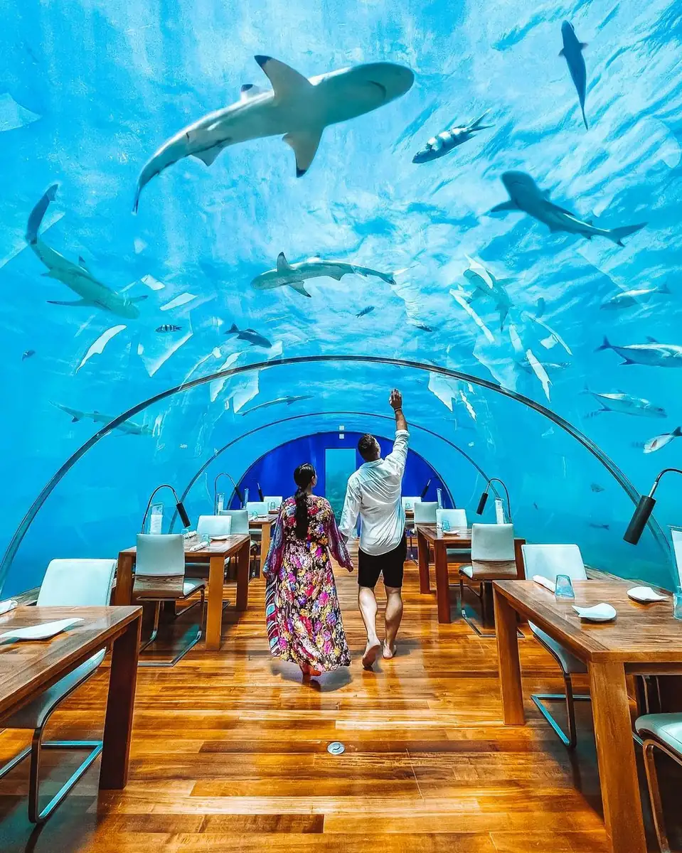 dining experiences on the Great Barrier Reef