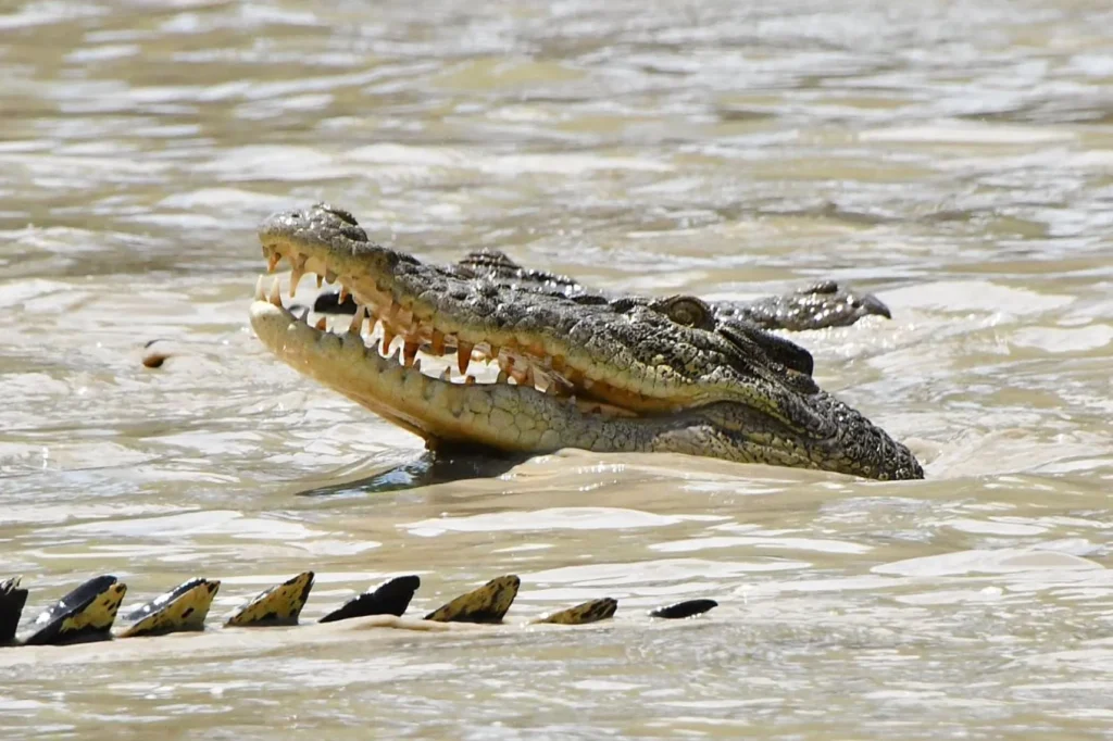 saltwater crocodiles